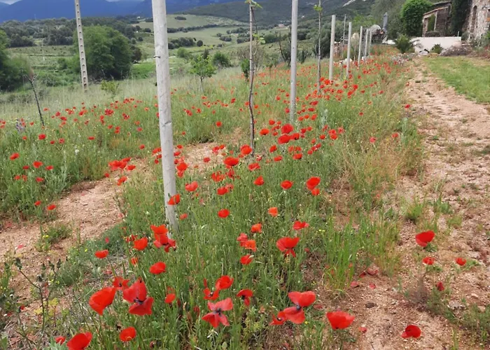 Location L'epi D'or Calvi, Demeure De Charme Calvi (Corsica)